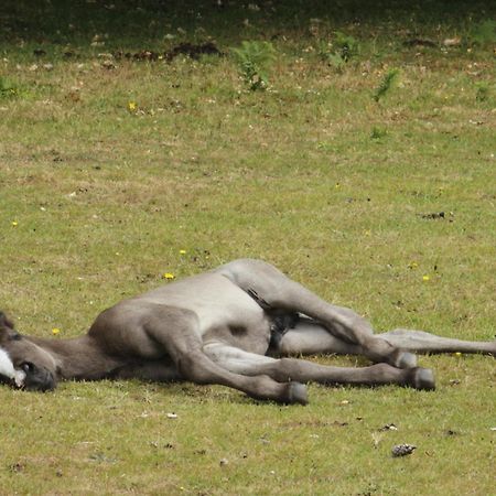 Avondale New Forest Godshill  Zewnętrze zdjęcie