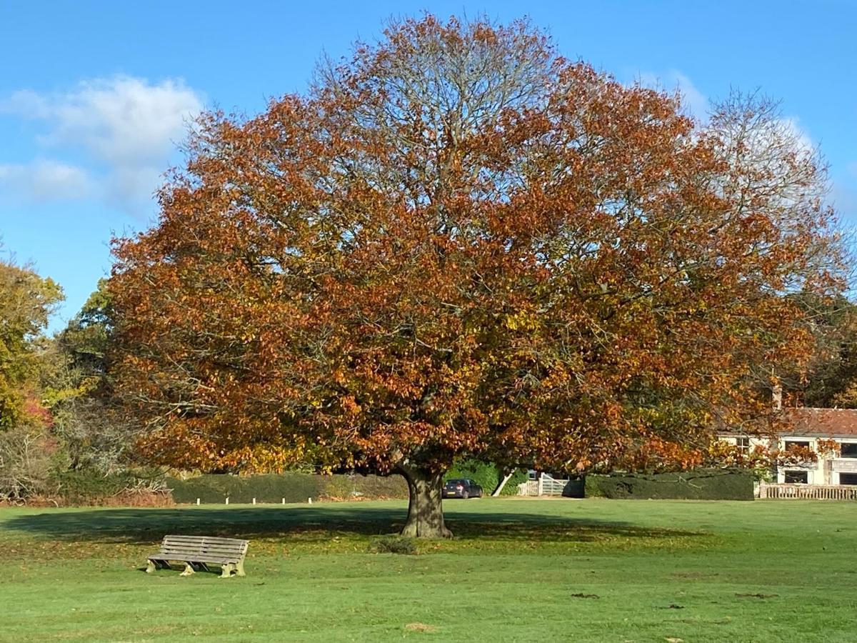 Avondale New Forest Godshill  Zewnętrze zdjęcie