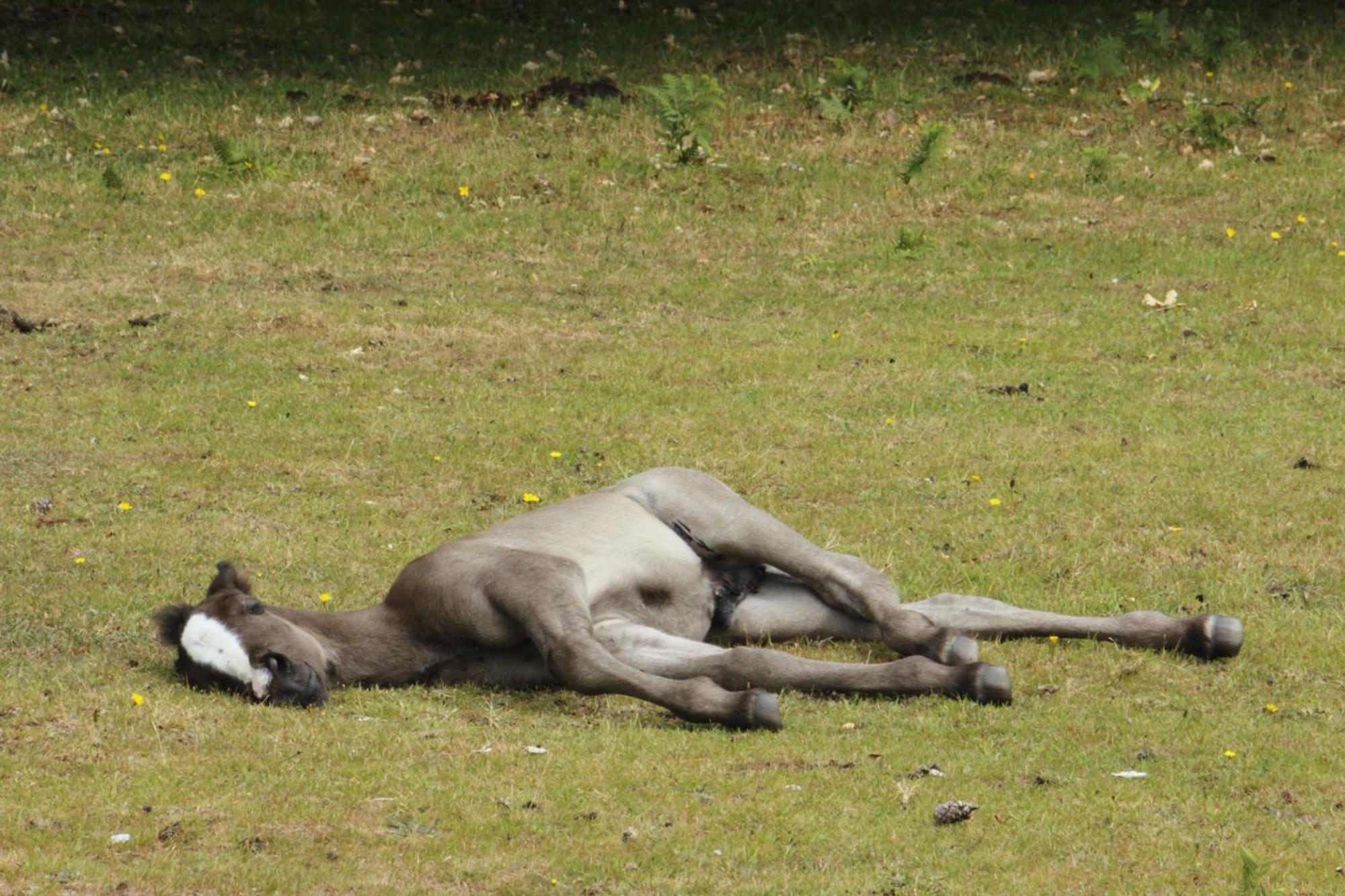 Avondale New Forest Godshill  Zewnętrze zdjęcie